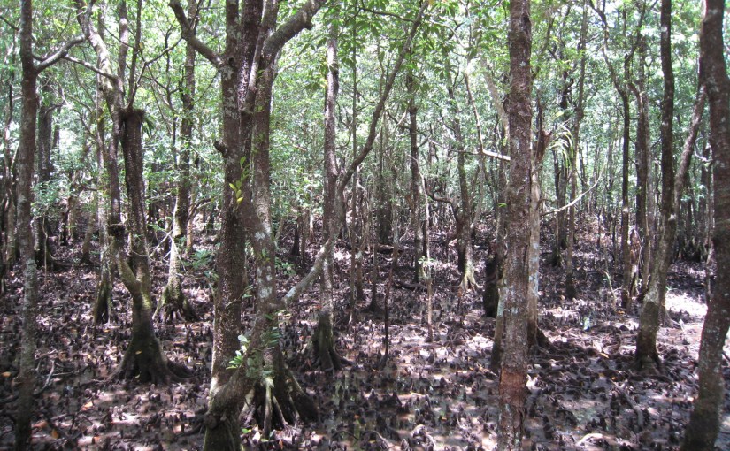 Where Tropical Rainforest meets the&nbsp;Sea